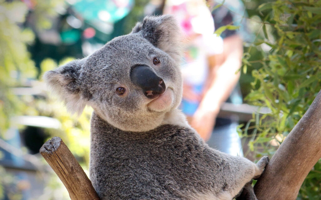 Peaceful Koala Bear Snuggles in Tree Among Lush Green Leaves Wallpaper