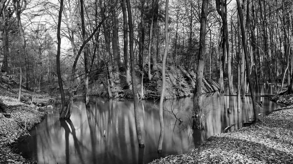 Serene Grayscale Wallpaper: Slender Trees in Tranquil Water