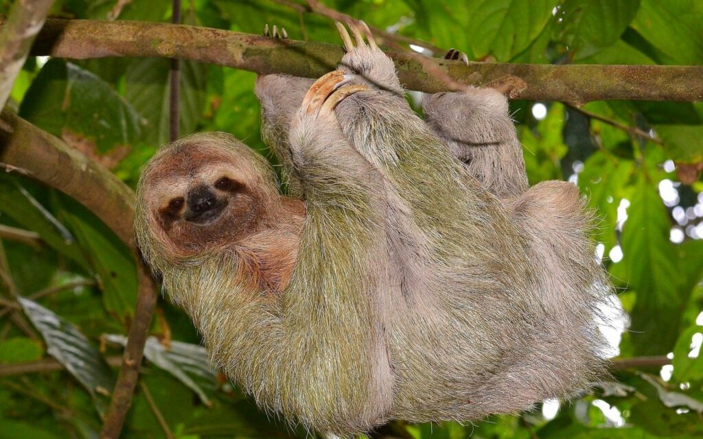Serene Sloth Wallpaper: Tranquil Nature Scene in Lush Green Foliage