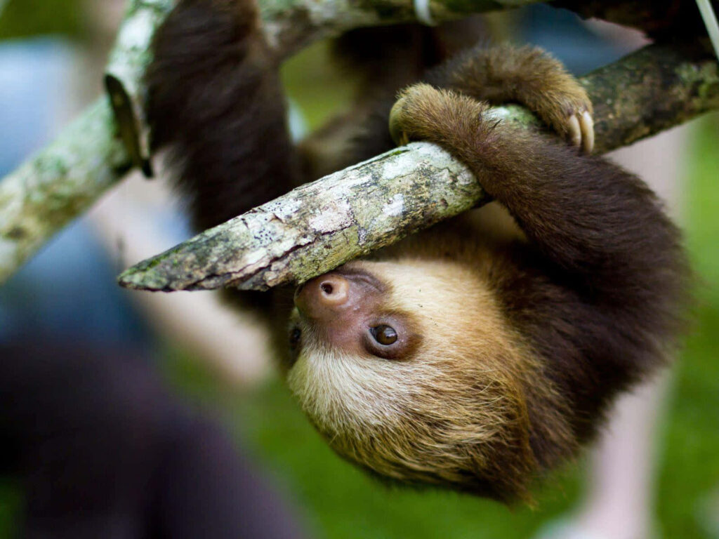Serene Sloth Wallpaper: Relaxed Charm in a Lush Green Background