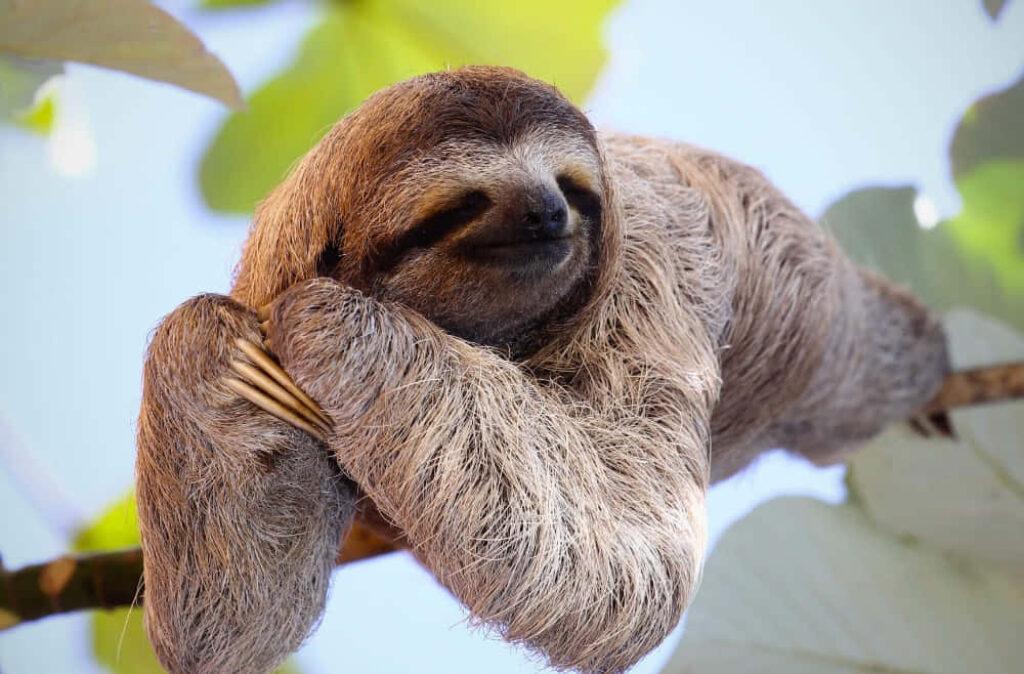 Serene Sloth Wallpaper: Relaxing Tree Branch & Lush Green Background