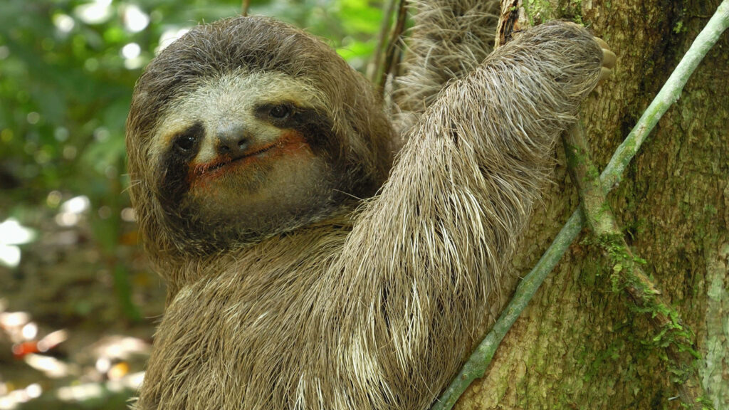 Serene Sloth Wallpaper: Tranquil Nature with Lush Greenery