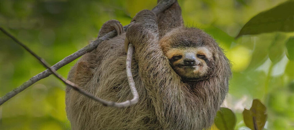 Calming Sloth Wallpaper: Serene Nature Scene with Lush Foliage