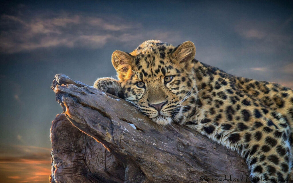 Serenity at Sunset: A Dreamy Leopard Resting on a Rock Wallpaper