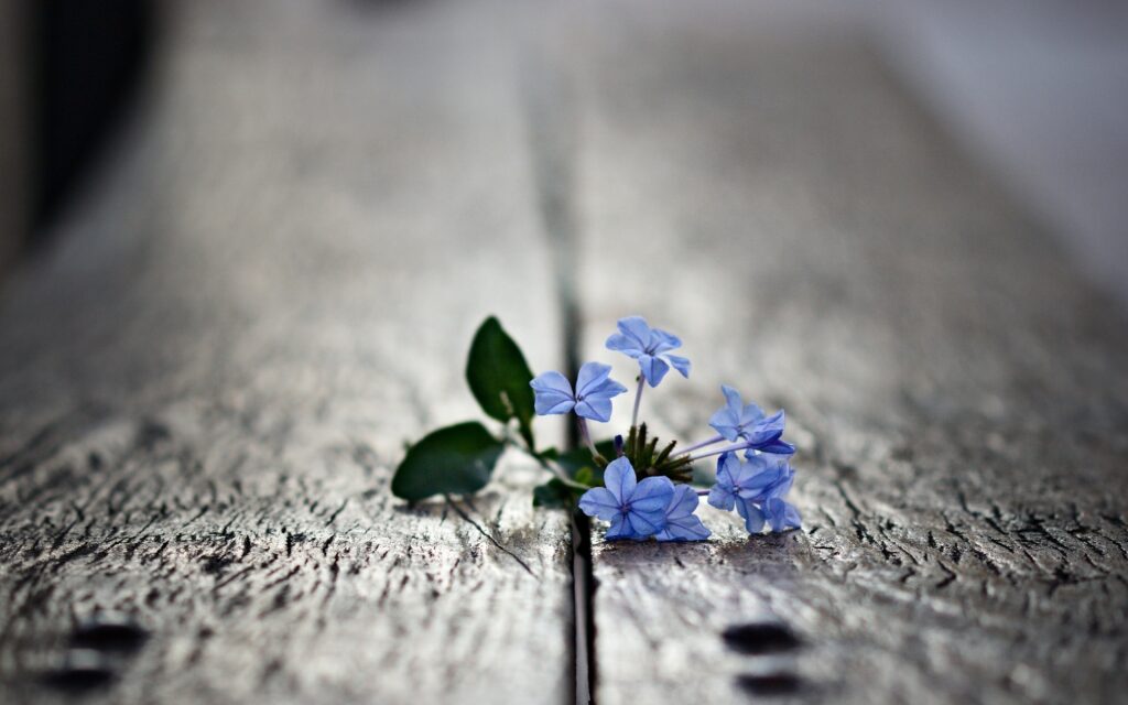 Serene Blue Flowers on Rustic Wood – Nature Wallpaper Background