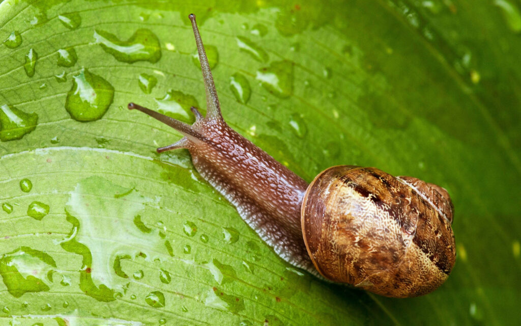 Serene Snail on Leaf: Vibrant Green Wallpaper with Raindrops