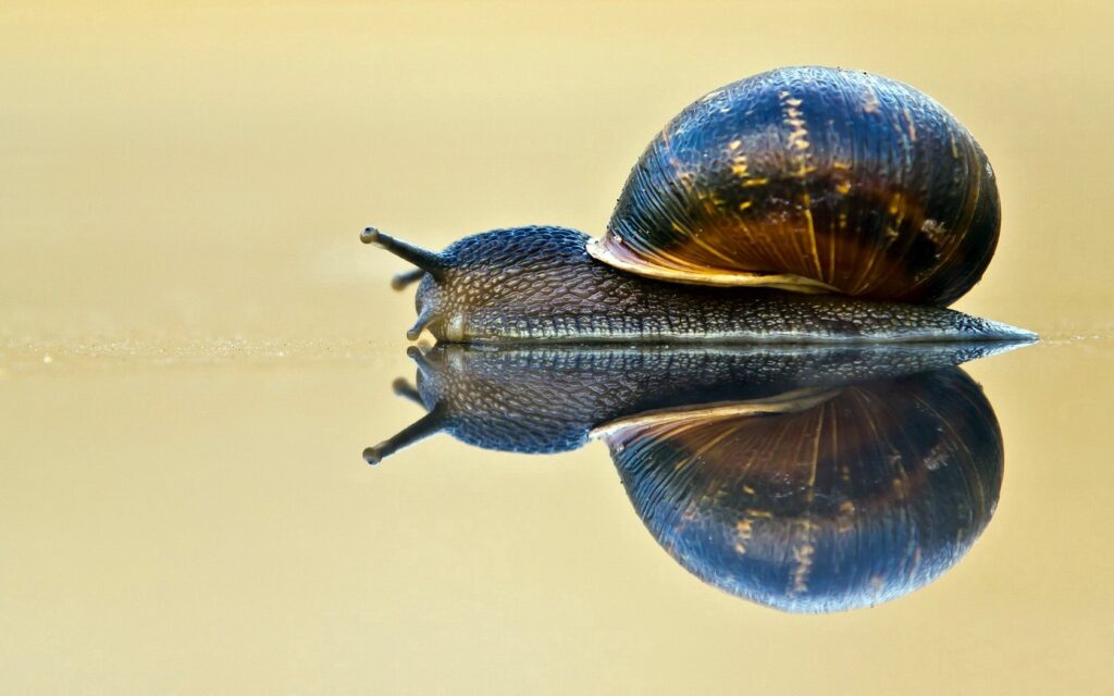 Serene Snail Wallpaper: Textured Shell and Peaceful Reflection