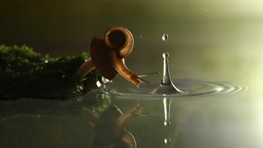 Tranquil Snail on Moss with Water Droplet: Serene Nature Wallpaper
