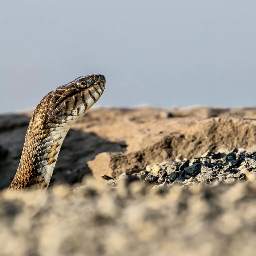 Serene Snake Poised on Rocks, Gazing Skyward - Nature's Calm Beauty Wallpaper