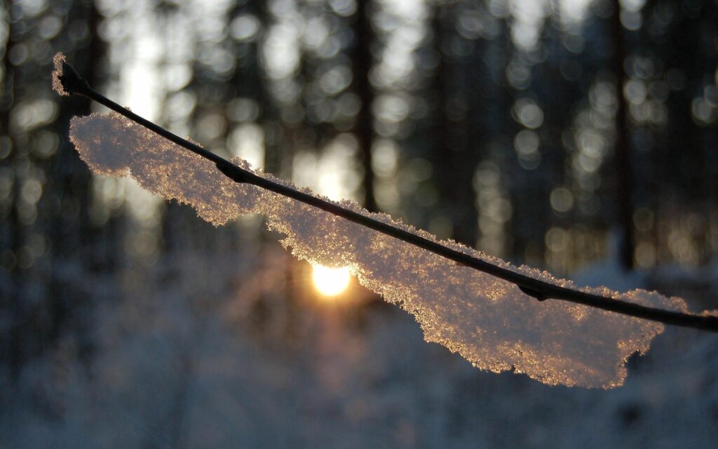 Serene Snow-Covered Branch Wallpaper