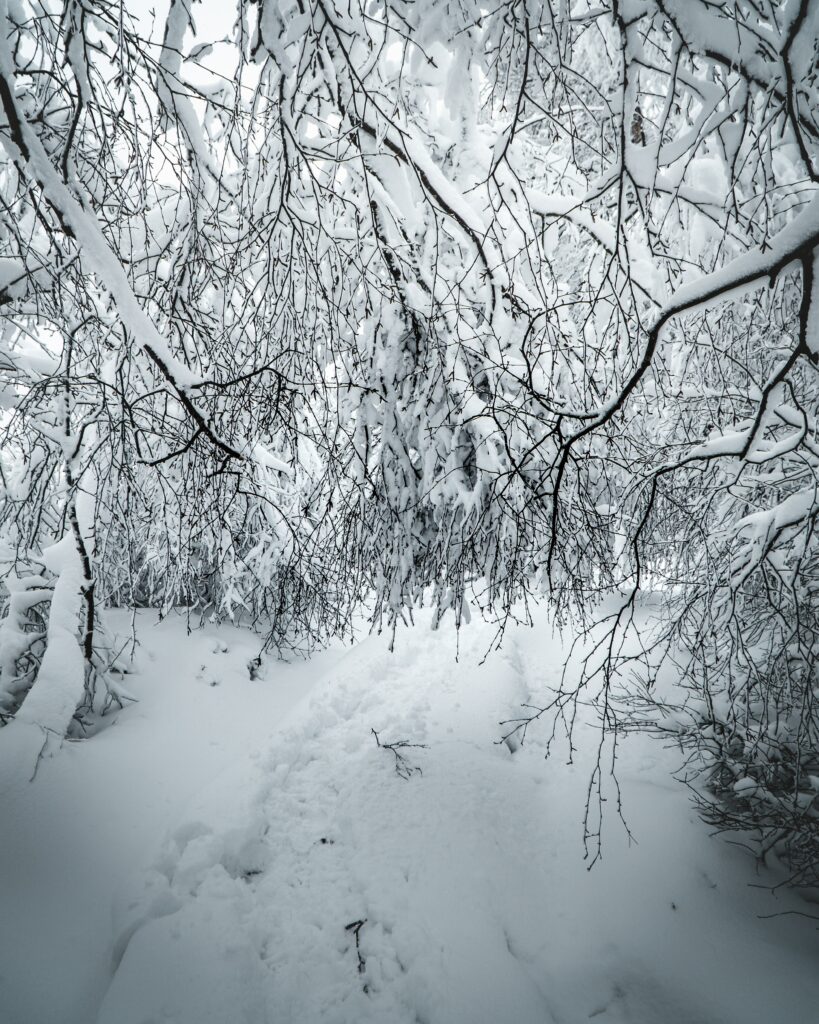 Snow-covered branches arch over narrow path with dense frosty bushes winter wallpaper background
