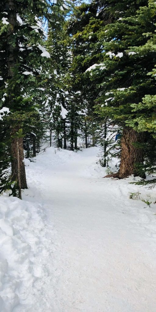 Snow-covered path winding through dense evergreen forest with snow-dusted pine trees in daylight Wallpaper