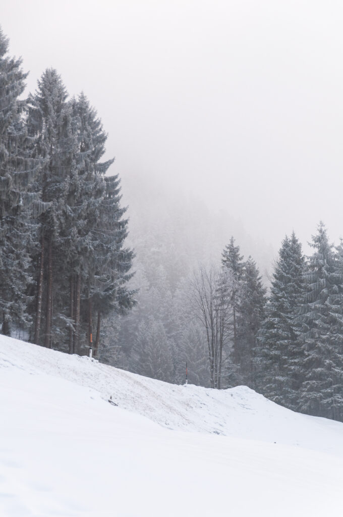 Snow-covered slope with tall evergreen trees in a gentle winter snowstorm landscape wallpaper