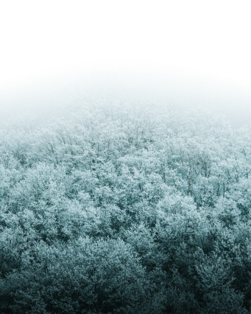 Aerial view of snow-covered dense forest with frosted trees blending blue green to white winter background Wallpaper