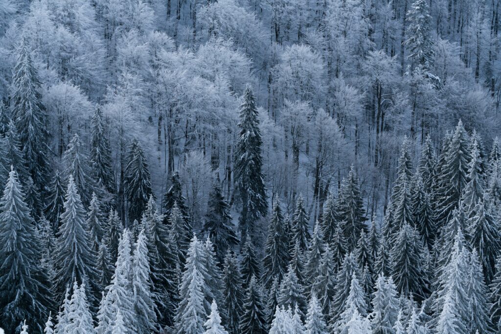 Aerial view of snow-covered forest with frosted pine and deciduous trees in winter landscape Wallpaper