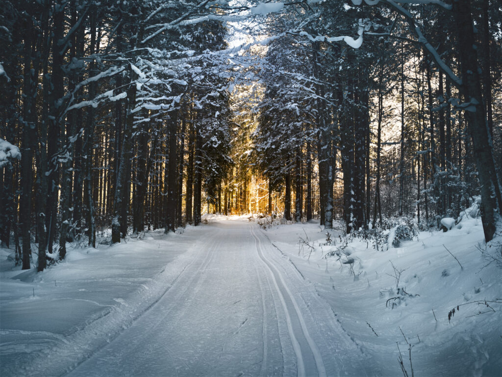 Snowy forest road winding through tall trees with golden sunlight and soft blue shadows winter wallpaper
