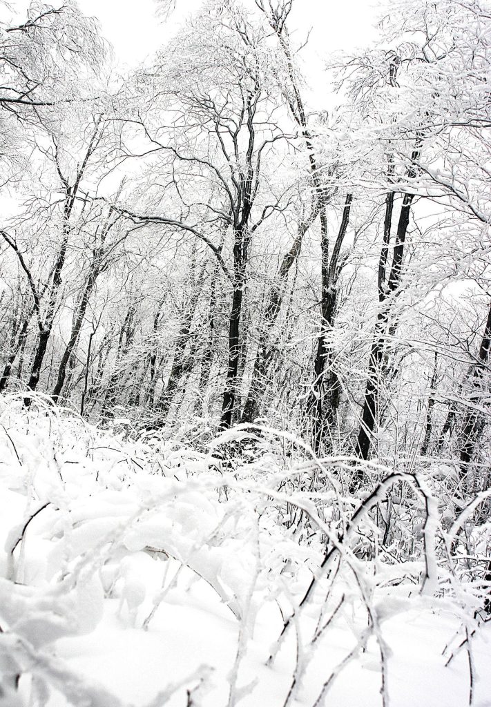 Snow-covered forest with bare trees in fresh winter snow minimalist monochrome wallpaper background