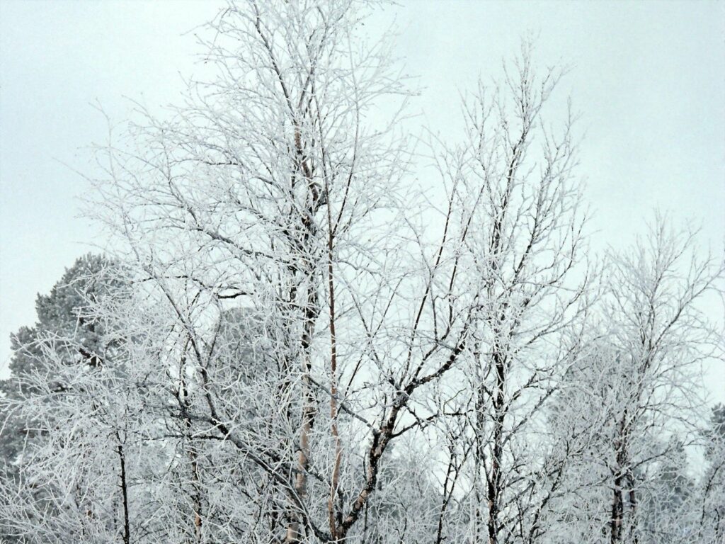 Snow and hoarfrost coated delicate tree branches against pale overcast winter sky wallpaper
