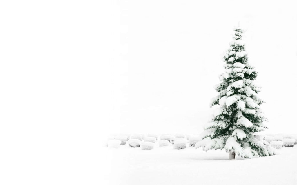 Serene Winter Wallpaper: Snow-Covered Tree in Misty White Background