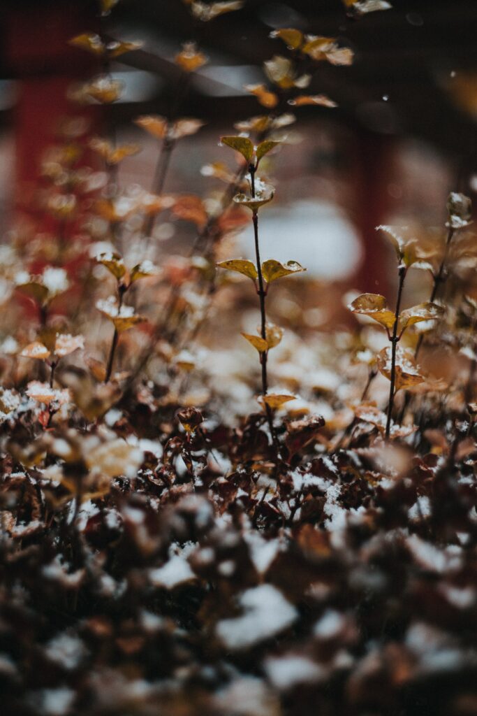 Serene Snow-Dusted Plants: Artistic Macro Shot Wallpaper