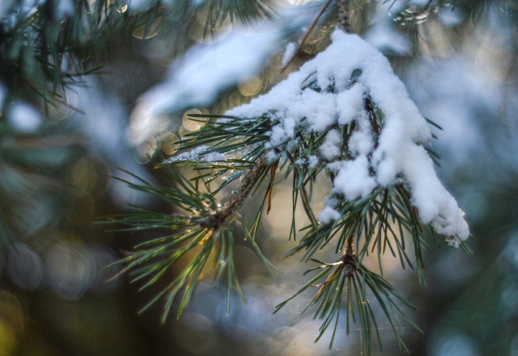 Close-up of snow-dusted spruce branch with soft light and bokeh creating serene winter wallpaper