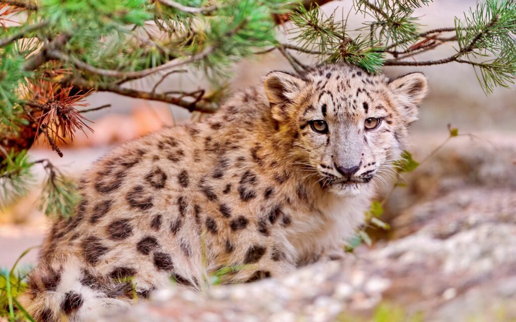 Serene Snow Leopard Cub Wallpaper: Nature's Gentle Beauty