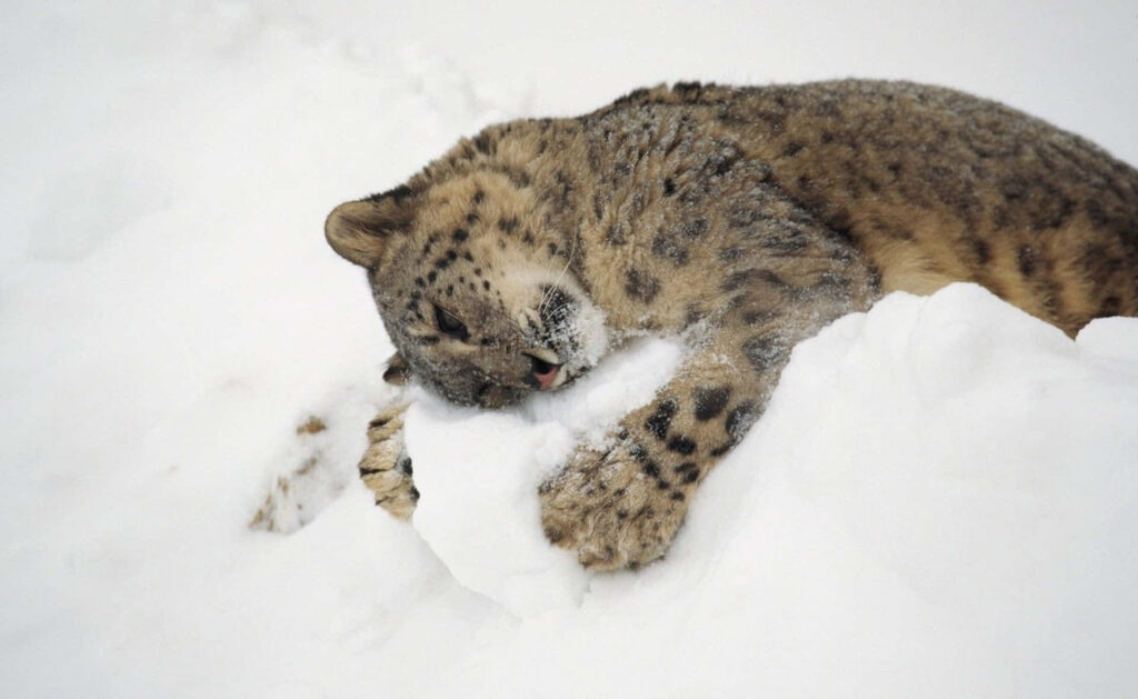 Majestic Snow Leopard in Winter Wonderland Wallpaper