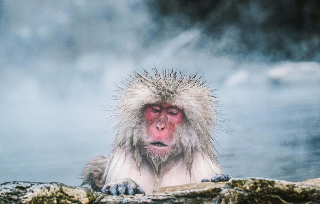 Tranquil Snow Macaque in Natural Hot Spring: Nature's Serenity Wallpaper