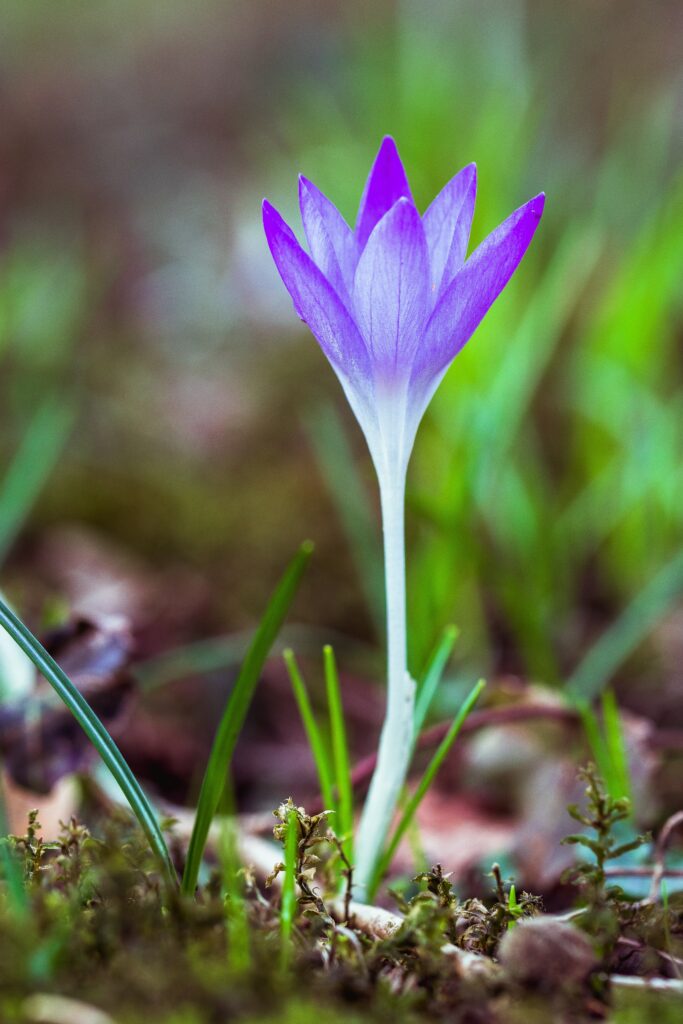 Serene Snowdrop Flower Wallpaper: Tranquil Spring Background