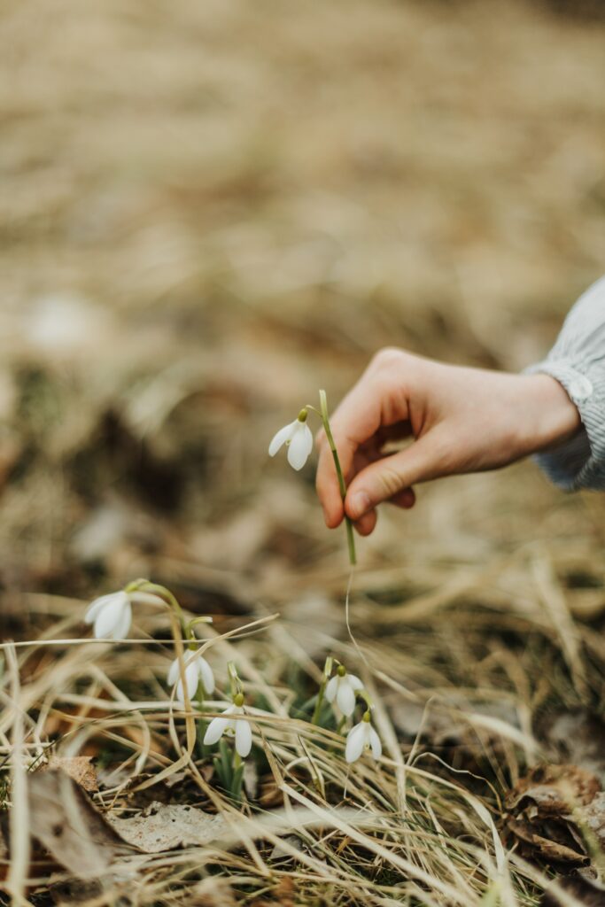 Hand Holding Snowdrop Flower - Serene Spring Wallpaper Background