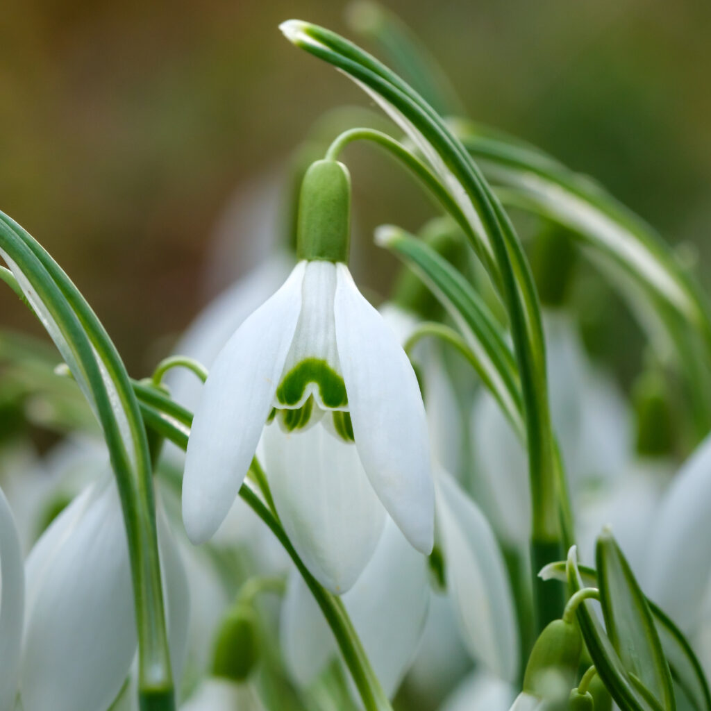 Delicate Snowdrop Flowers Wallpaper: Serene Spring Background
