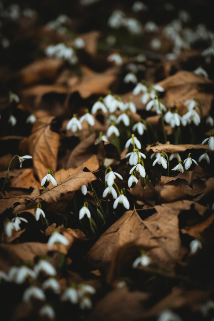 Serene Snowdrop Wallpaper: Blooming Flowers Among Fallen Leaves