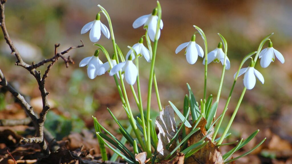 Serene Snowdrop Wallpaper: Early Spring Blooms in Green Grass