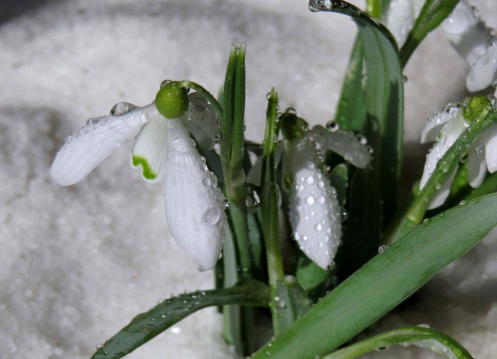 Serene Snowdrop Wallpaper: White Flowers on Fresh Snow Background