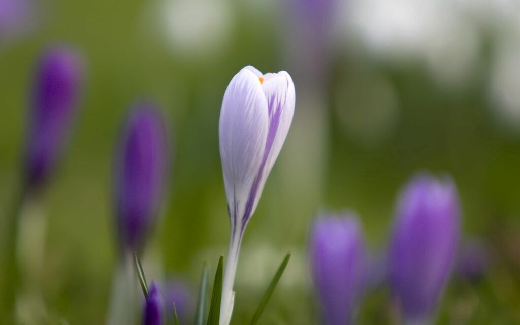 Serene Snowdrop Wallpaper: Soft Purple Floral Background Design