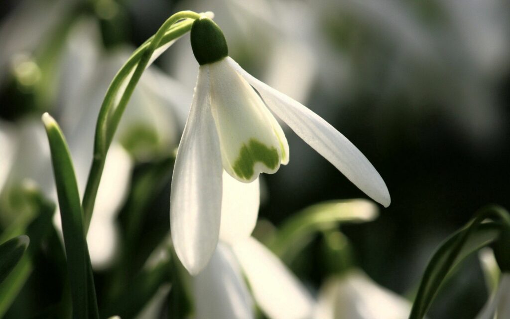 Delicate Snowdrop Flower Wallpaper - Serene Spring Background