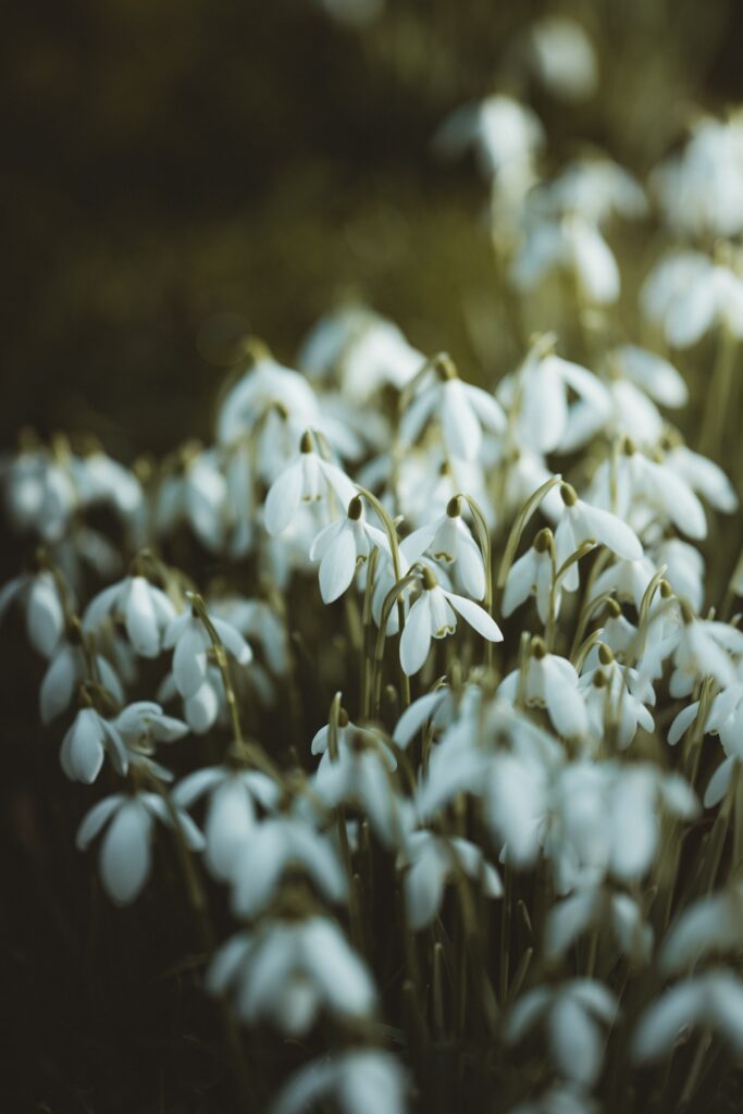 Serene Snowdrop Wallpaper: Delicate White Flowers for Spring