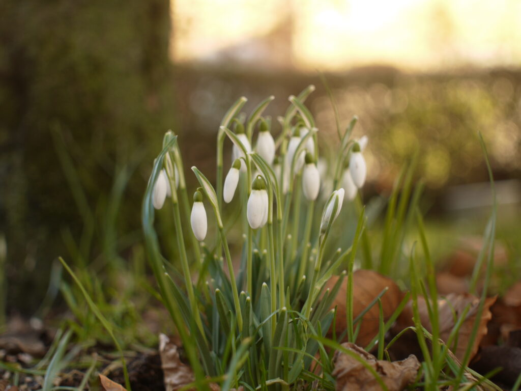 Serene Snowdrops Wallpaper: Delicate Spring Beauty in Soft Focus