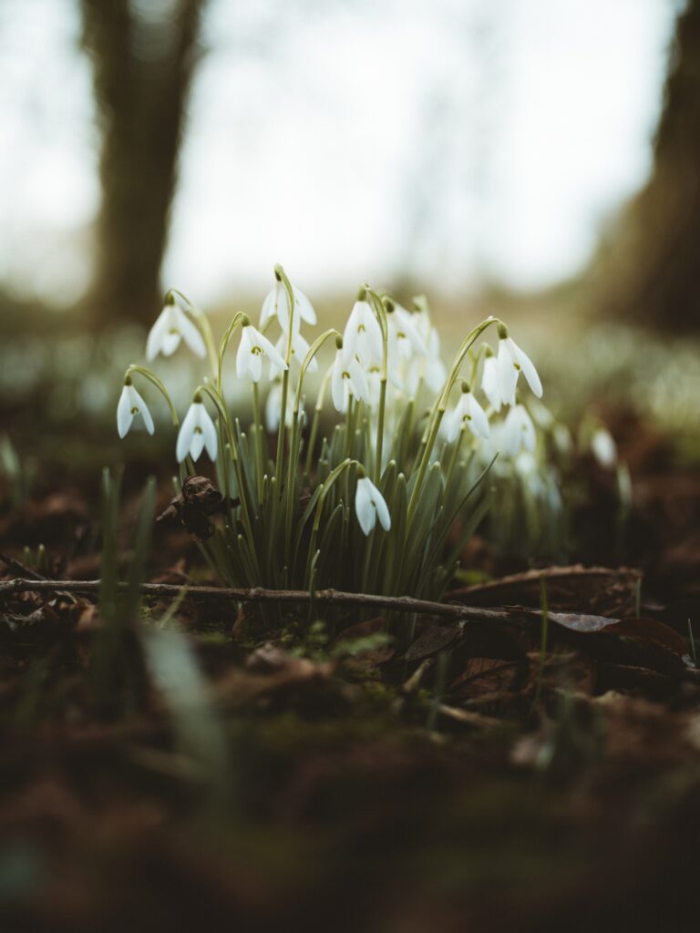 Serene Snowdrop Wallpaper: Delicate Blooms with Blurred Foliage