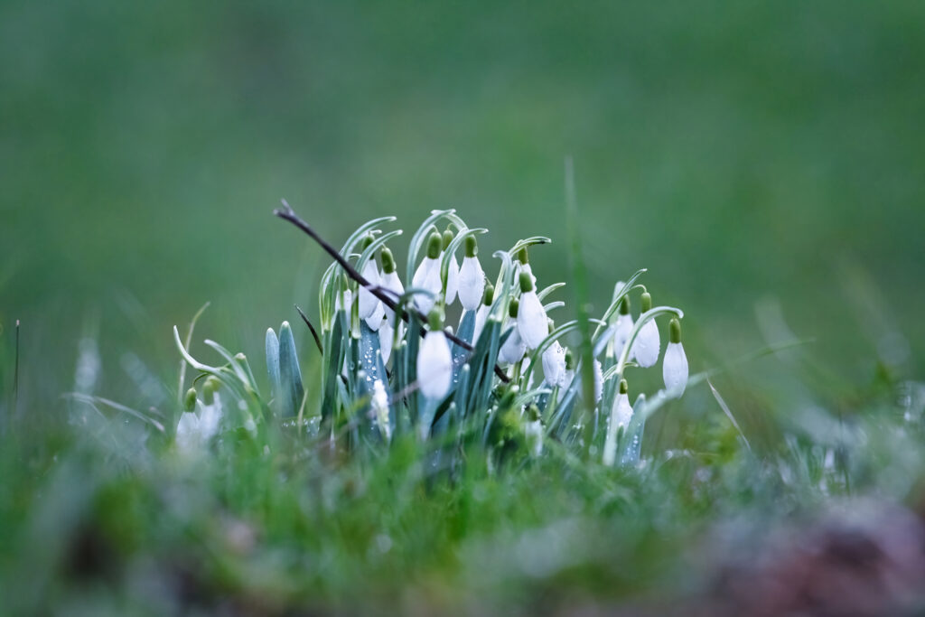 Serene Snowdrops Wallpaper - Delicate White Petals & Green Background