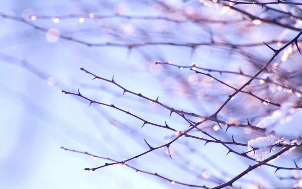 Serene Snowy Branches Wallpaper: Peaceful Pastel Spring Sky Background