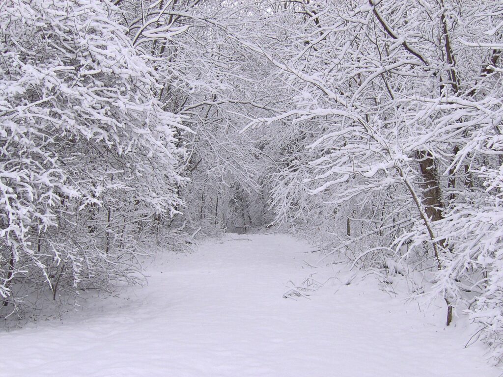 Serene winter forest path with snow-covered trees and soft white snow blankets wallpaper background