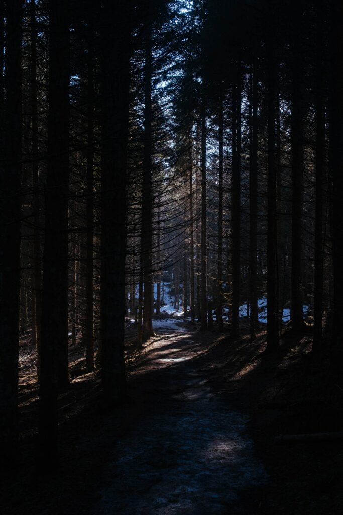 Snowy forest path winding through tall trees with soft natural light nature wallpaper background