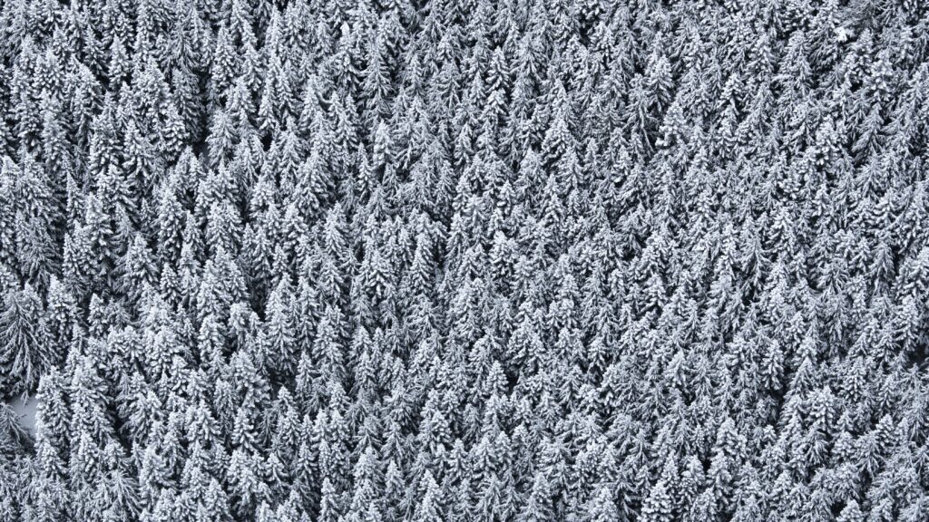 Top view of dense snow-covered forest with tall trees in serene wintry landscape background Wallpaper