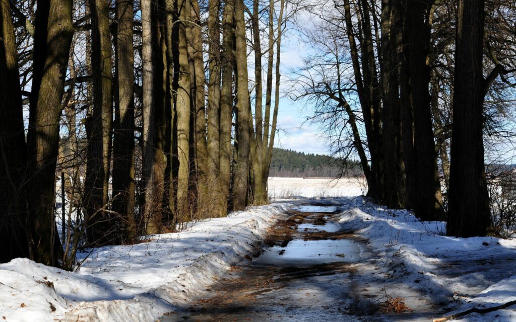 Snowy forest trail with tall leafless trees and sunlight signaling winter's gentle end wallpaper