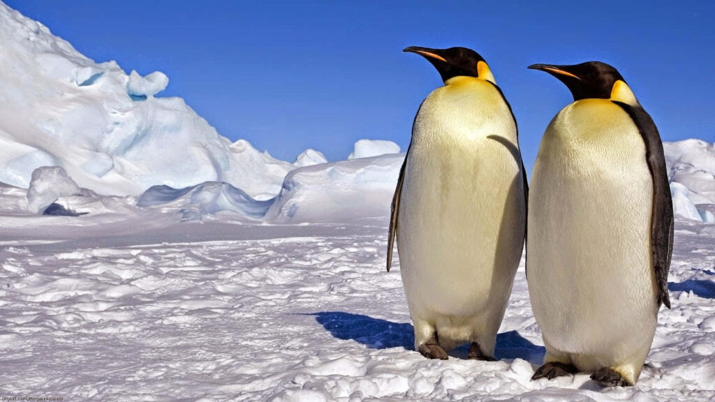 Serene Snowy Landscape with Emperor Penguins - Icy Wilderness Background Wallpaper