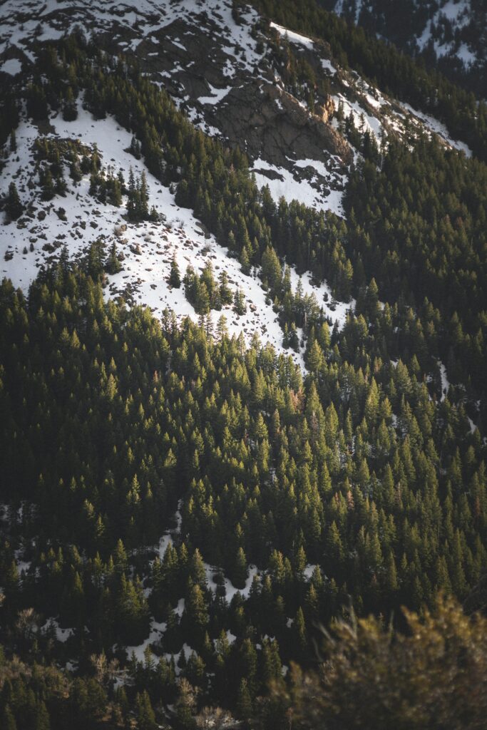 Serene alpine mountain slope with dense spruce trees and snow patches in wintry sunlight Wallpaper