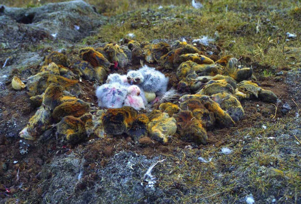 Snowy Owl Chick Nestled in Tundra with Lemmings Amid Winter Light Wallpaper