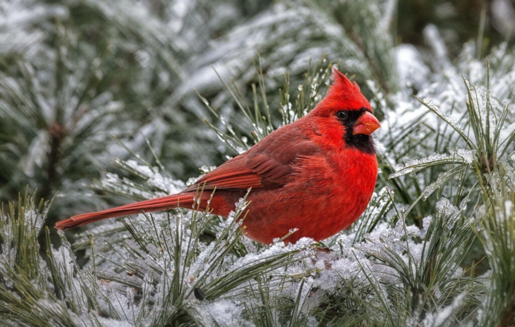 Winter's Guardian: A Captivating Cardinal Keeps Watch - wallpaper