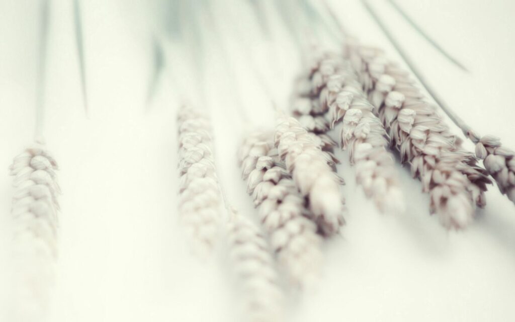 Soft-Focus Wheat Stalks Wallpaper: Serene & Natural Background